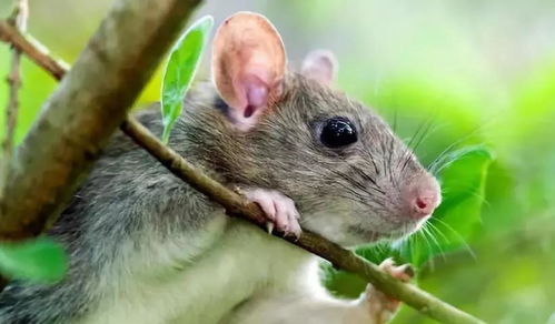 2026年属鼠的吉日开业，财库大开是哪一天呢？