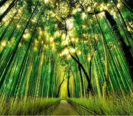 第一章：柳树的风水意象与五行生克之理