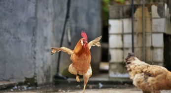 吉祥数字是吉还是凶？属鸡男人适合的吉祥数字是哪些？