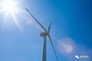 夏季阳气耗损机制与养生策略的深度学术分析