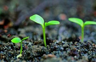 一、 自己梦见种子发芽？完犊子了！