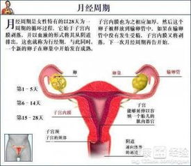 月经颜色异常，有可能是哪些原因引起的？