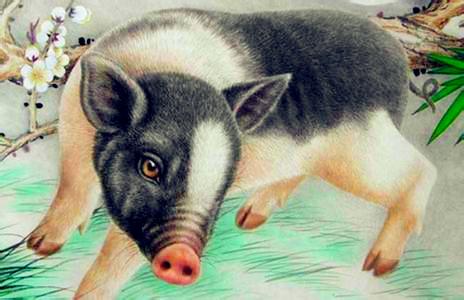 属猪2026年会因什么原因坐牢？属猪2026年跳槽机会意味着什么？