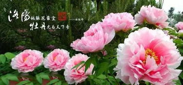 菏泽对比：75元门票的陷阱