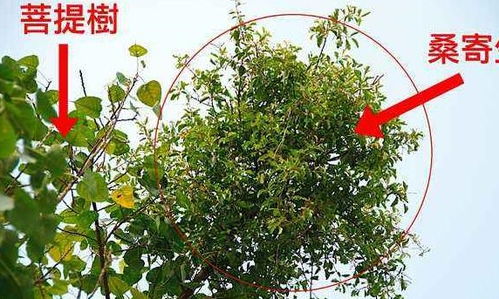 桃树——五行精华与驱邪功能