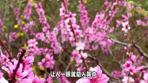 易有激情桃花的姓名特征