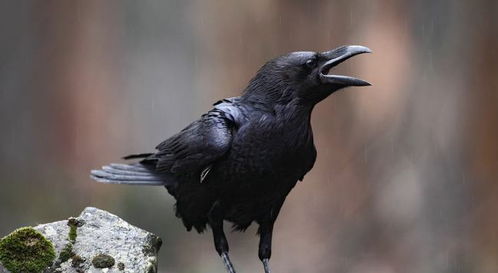 一、  科学视域下的乌鸦行为分析：生态习性与环境因素的客观考量