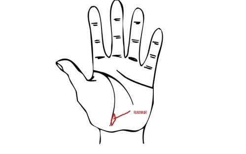 阿芳的手相中，大岛纹手相特征明显吗？