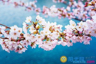 有没有推荐超好听的女生游戏名字，那种高级感十足的呢？