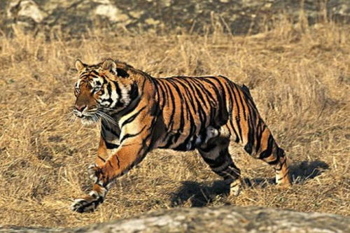 属虎人2026年运势及运程完整版是怎样的？