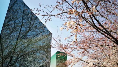 上海龙美术馆：樱花随拍的时机艺术