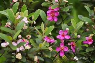 ：春日物候流转中的生命图景与毛捻子果的自然造化