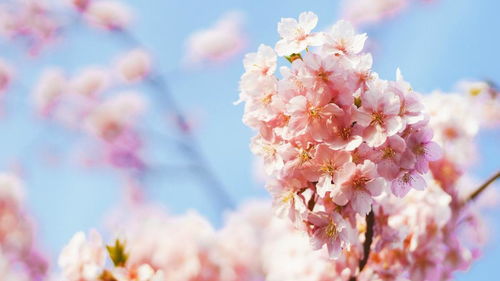 一、 桃花神煞的基本概念及其在女命中的象征意义