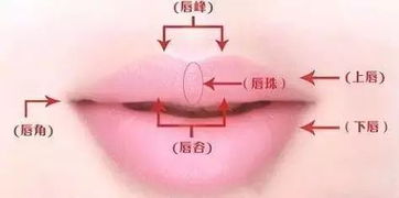 1.4 时柱对唇形与社交气质的关联