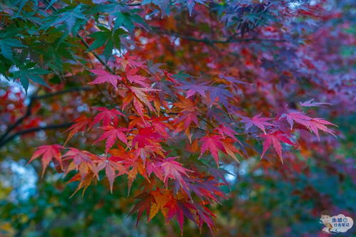带有烟火气息的古风四字名，是否蕴含独特韵味？