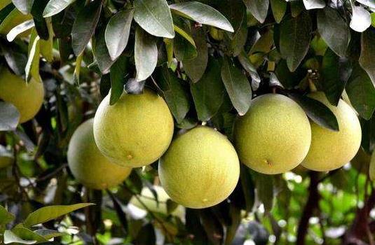 七、 熊孩子摘柚奇遇记