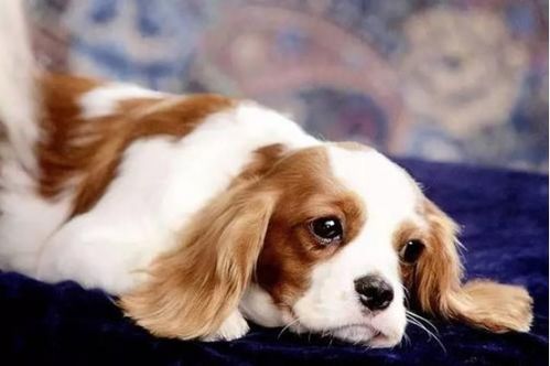 家里狗狗丢失后会对家中的风水产生怎样的影响呢？