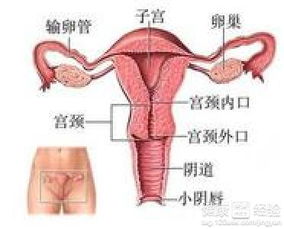 激素失衡的困扰