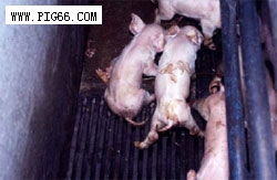 八字无火属猪人水旺木命，木猪山头火命究竟是什么命理含义？