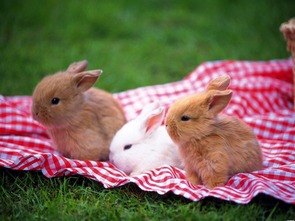 属兔人8月出生的搬家吉日和吉时适合搬家吗？