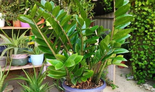 发财树：名副其实的吉祥瑞兆