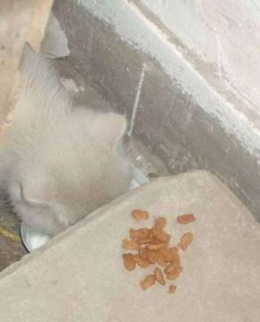 猫咪尖叫的原因解析