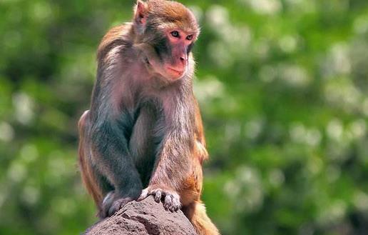 2023年属猴人的财运究竟如何？财运状况怎样？