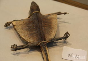 2.2 壁虎攀附嫩力的象征意义：增强车辆抓地力