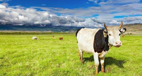 2009年出生的属牛女孩和男孩在2026年的学业运势分别如何？