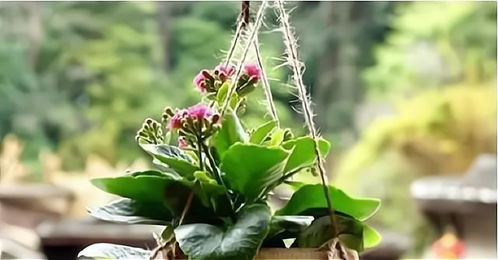 三、  风水布局中的具体应用案例分析