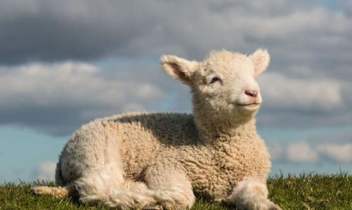 属羊妈妈和属猪女儿婚姻如何，这种组合好吗？