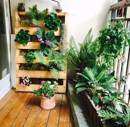 （二）办公室空间内的植物摆放规范