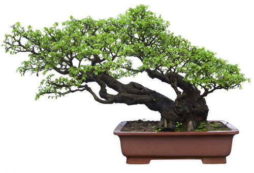 家里养龙须树是吉是凶？放龙须树在家好还是不好？