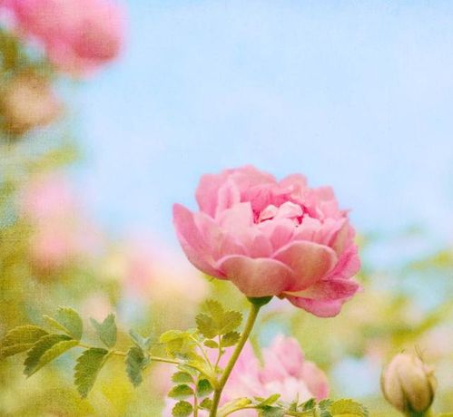 生肖兔：桃花盛开与不请自来的情缘