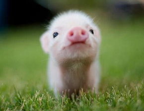 属猪的人今天财运如何，明日运势怎样？