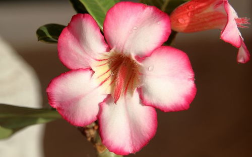 6. 抗寒耐阴且兼具观赏实际价值——红掌（Anthurium）