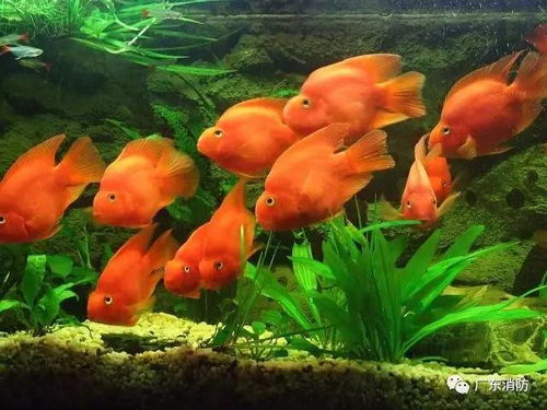 属马人养金鱼风水佳，究竟几条最为吉利？