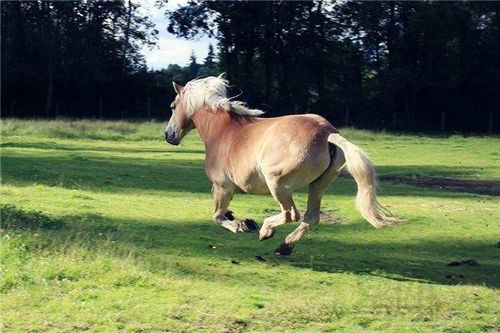 2005年属羊与2002年属马相配吗，2002年马和2005年羊相配意味着什么？