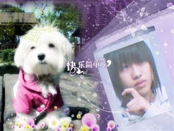 生肖羊：温顺与吉祥的寓意