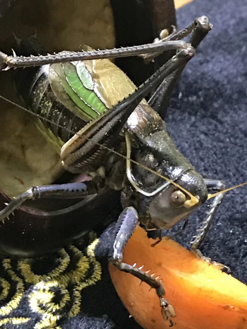 家里进蝈蝈预示着什么吉凶，有哪些民间说法？