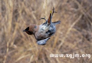 梦见打死一只野兔，这是不是意味着我潜意识里在处理什么问题？