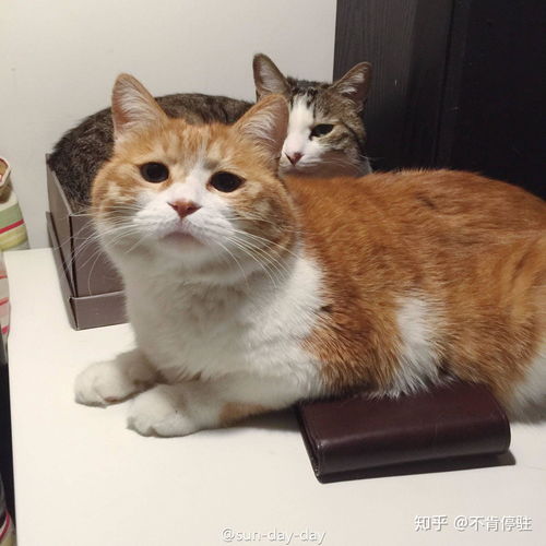 其他值得关注的品种