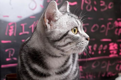 怎样为你的帅气较短毛猫起一个既响亮又充满个性的昵称呢？