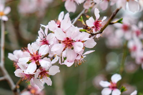 具体的花名推荐