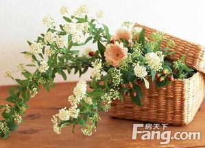 ：鲜花与风水的内在关联