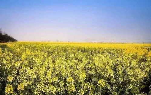 油菜花梦境大揭秘