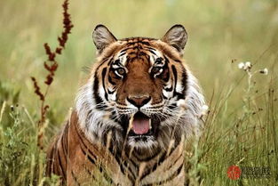 属虎的人几月份怀孕最宜，最佳婚配对象是哪些生肖？