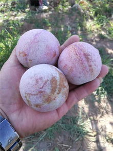 苗木界的奇葩选手