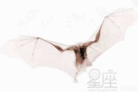 ：梦境解析的文化与心理维度