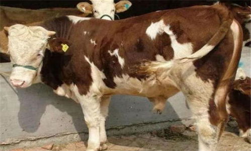 梦见彳艮多牛有什么吉凶宜忌需要注意吗？